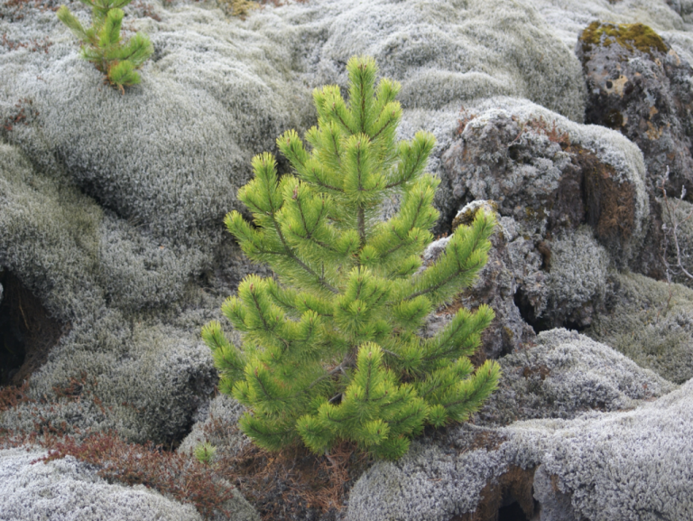 Sjálfsáin stafafura sem vex í nánast hreinum mosa á hrauni. Hvernig aflar hún niturs?