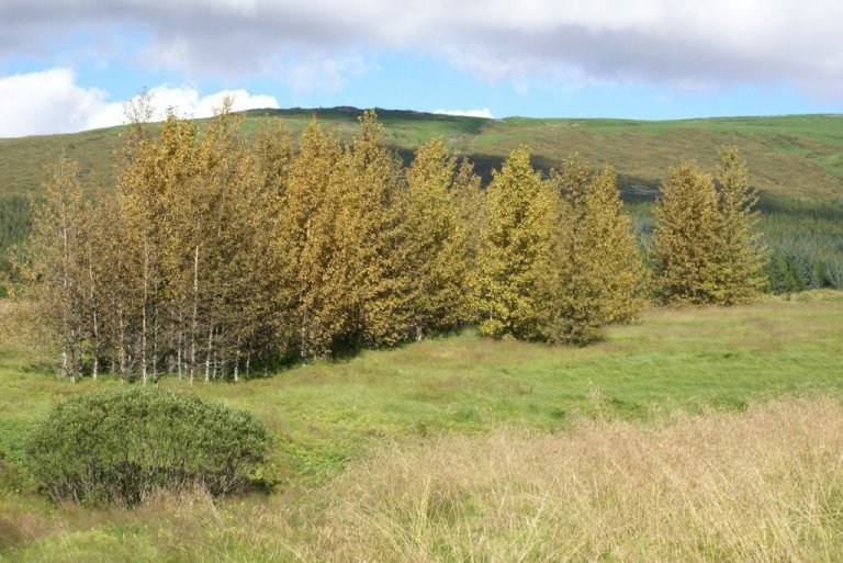 Asparryð hefur leikið þessar aspir í Haukadal grátt í sumar eins og víðar í uppsveitum á Suðurlandi.