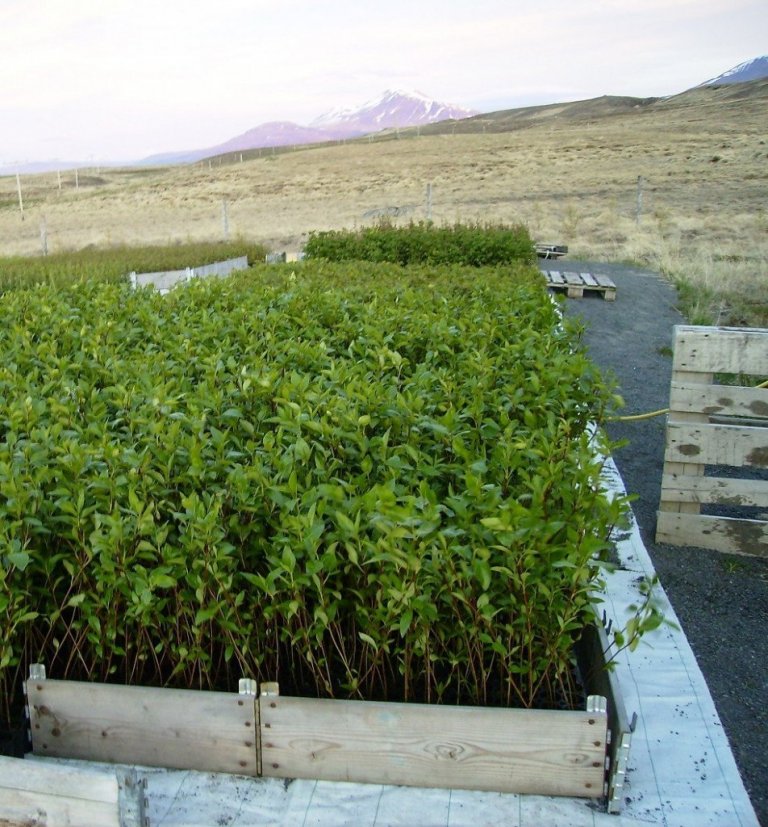 Gott er að hrófla möl upp að köntum bakkabreiðunnar eða setja fjalir með fram köntunum. Kantarnir þorna upp fyrst og draga má úr þeirri þornun með því að verja kantana sérstaklega, til dæmis eins og hér sést.