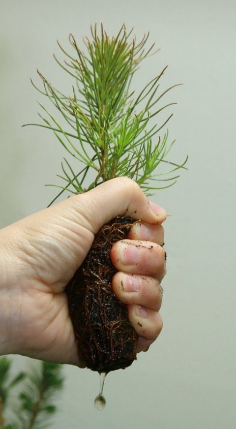 Trjáplanta í bakka er nægilega vel vökvuð ef vatn drýpur úr henni þegar rótarhnausinn er kreistur létt..