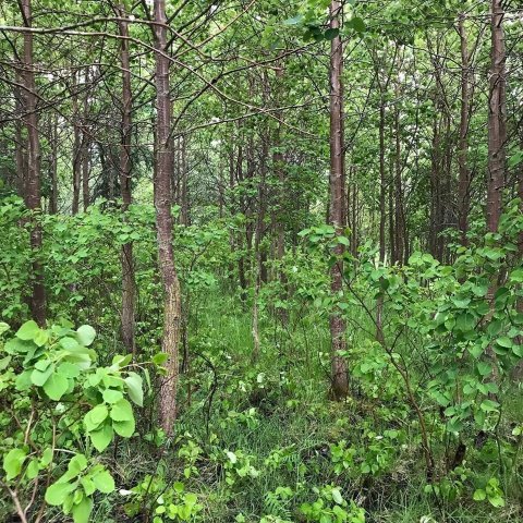 Blæasparskógurinn á Hofi. Ljósmynd: Sigríður Júlía Brynleifsdóttir