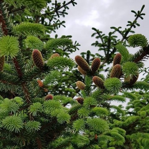 Blómstrandi greni á Ferstiklu Hvalfirði. Ljósmynd: Bergþóra Jónsdóttir