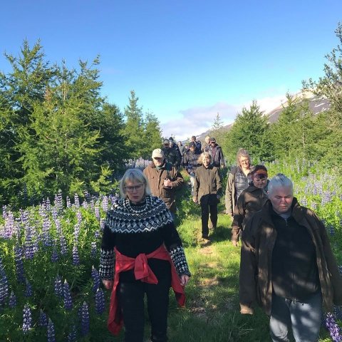 Gengið í skóginn að Mýrum. Ljósmynd: Sigríður Júlía Brynleifsdóttir