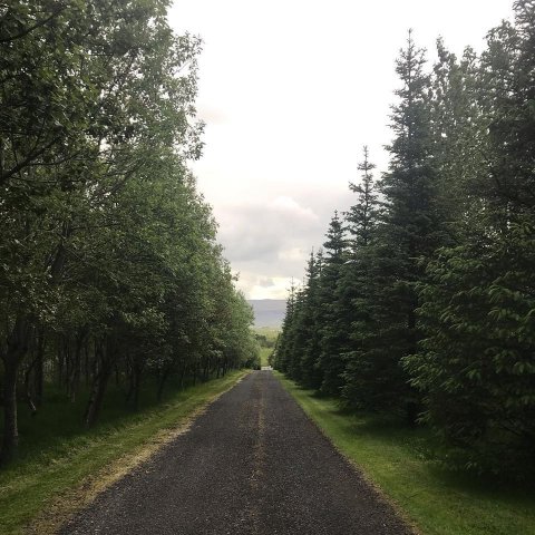 Glæsileg trjágöng á Núpum. Ljósmynd: Sigríður Júlía Brynleifsdóttir 