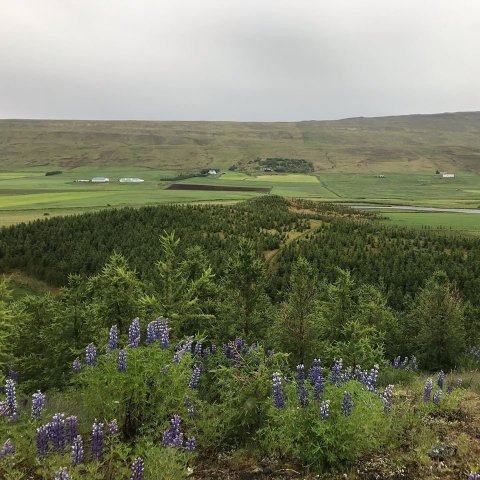 Hluti skógarins á Hofi Vatnsdal. Sigríður Júlía Brynleifsdóttir