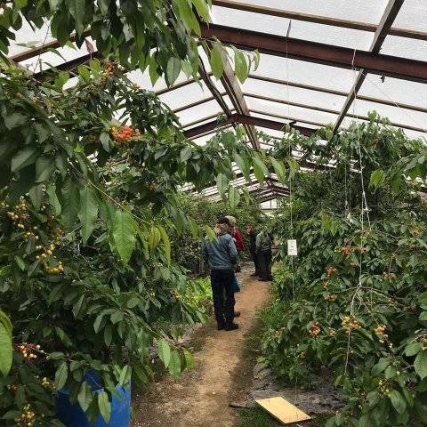 Í Gróðurhúsinu á Svanshóli. Ljósmynd: Sigríður Júlía Brynleifsdóttir 