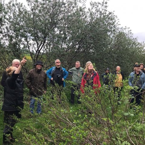 Í skóginum á Svanshóli Bjarnarfirði. Ljósmynd: Sigríður Júlía Brynleifsdóttir 