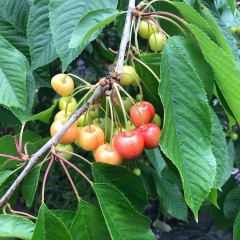 Kirsuber í gróðrarstöðinni á Svanshóli. Ljósmynd: Sigríður Júlía Brynleifsdóttir 