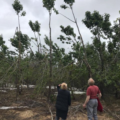 Snjóbrot í tilraunareitum á Svanshóli. Ljósmynd: Sigríður Júlía Brynleifsdóttir 