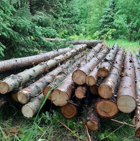 Trjábolir sem bíða frekari vinnslu á Hofi. Ljósmynd: Laufey Leifsdóttir