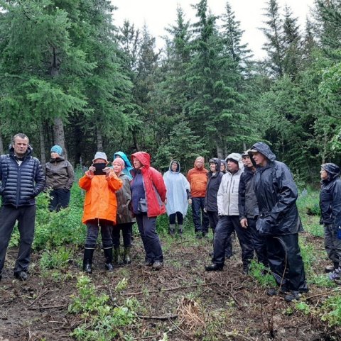 Úr eldri hluta skógarins á Hofi. Ljósmynd: Laufey Leifsdóttir