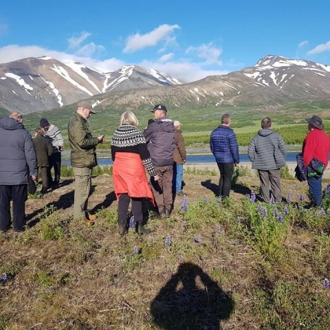 Útsýni yfir skóginn að Mýrum. Ljósmynd: Jóhann Þórhallsson
