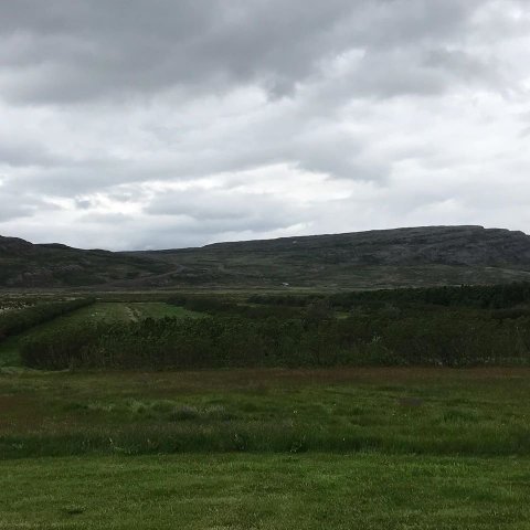 Yfirlitsmynd af skóginum á Svanshóli. Ljósmynd: Sigríður Júlía Brynleifsdóttir