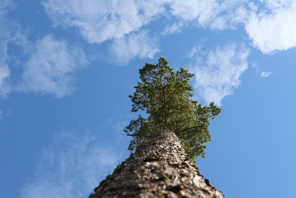 Skógarfura er eina innlenda barrviðartegundin sem Bretar rækta í nytjaskógum sínum. Hún er lengi að gefa uppskeru en hefur ýmsa aðra kosti á móti eins og að laða að sér fjölbreytilegt dýralíf. Mynd: Pétur Halldórsson.