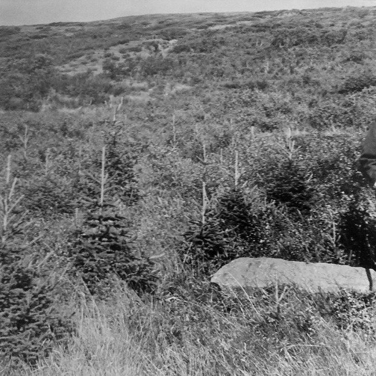 Óþekktur skógræktarmaður stendur við Braathens-steininn á Stálpastöðum í rauðgreniskógi sem gróðursettur var með styrk frá norska skipakónginum Ludvig G. Braaten. Myndin er líklega  tekin um 1965.. Ljósmynd: Hákon Bjarnason