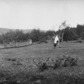 Ljósmynd: Skógrækt ríkisins