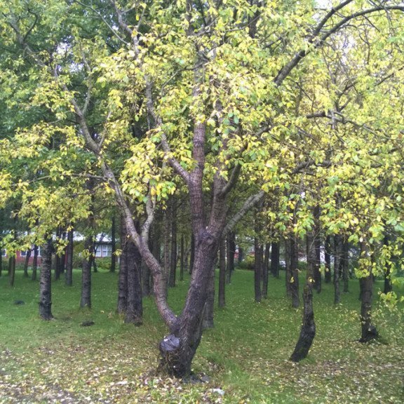 Mógilsá 2014. Ljósmynd: Aðalsteinn Sigurgeirsson