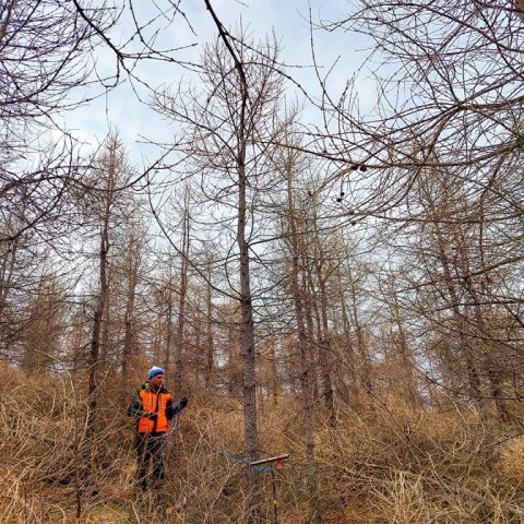 Johan Holst við úttekt að grisjun lokinni. Ljósmynd Guðríður Baldvinsdóttir