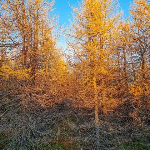 Lerkiskógur fyrir grisjun. Ljósmynd: Johan Holst