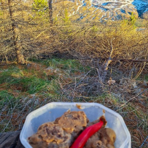 Grisjunarmenn þurfa kjarngott fæði við vinnu í skóginum. Ljósmynd: Johan Holst