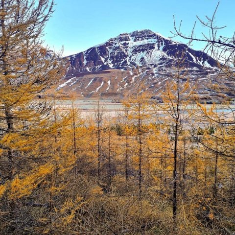 Lerkiskógur að grisjun lokinni. Ljósmynd: Johan Holst