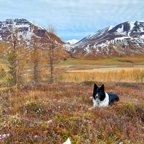 Vel hefur viðrað til skógarvinnu á Hamri í október. Ljósmynd: Guðríður Baldvinsdóttir