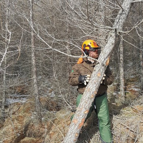 Kveldúlfur Þrastarson grisjar Hryminn 14. apríl 2021. Ljósmynd: Þór Þorfinnsson