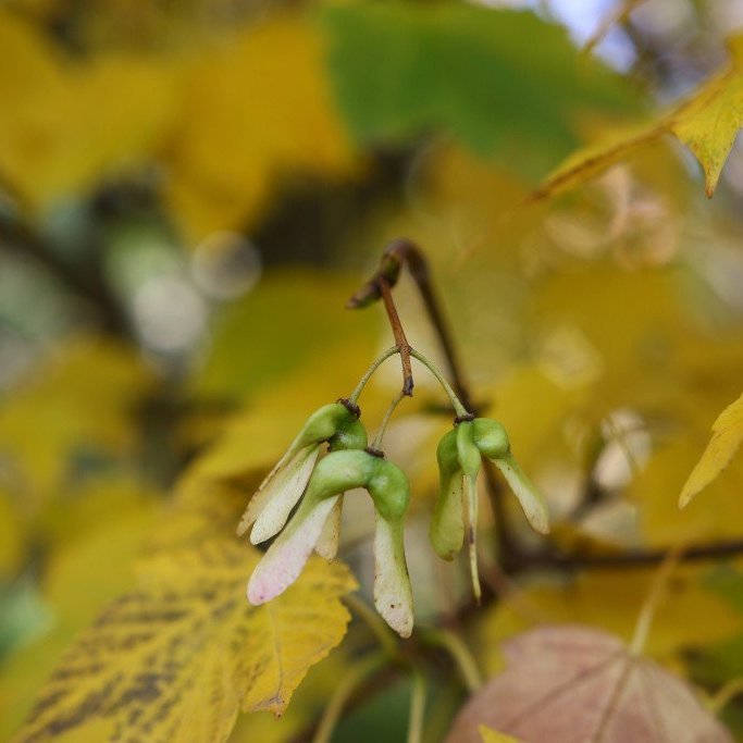 Fræin á hlyninum svífa skemmtilega til jarðar og snúast þá líkt og þyrluspaðar. Mynd: Pétur Halldórsson