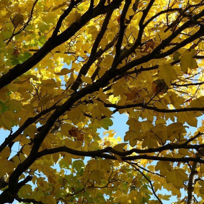 Þétt króna garðahlyns í haustbúningi. Mynd: Pétur Halldórsson