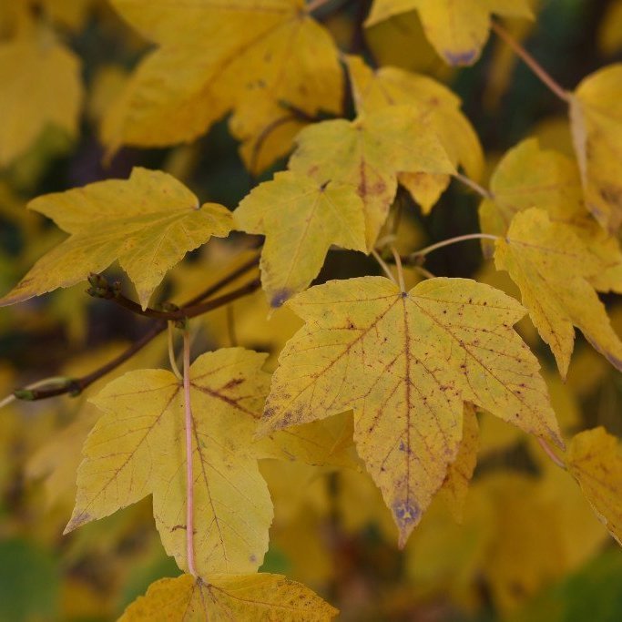 Haustlauf á garðahlyn. Mynd: Pétur Halldórsson