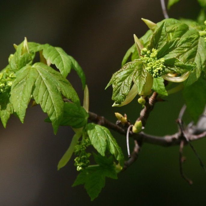 Nýsprottið lauf á garðahlyn og blóm að þroskast. Mynd: Pétur Halldórsson