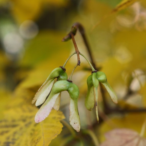 Fræin á hlyninum svífa skemmtilega til jarðar og snúast þá líkt og þyrluspaðar. Mynd: Pétur Halldórsson