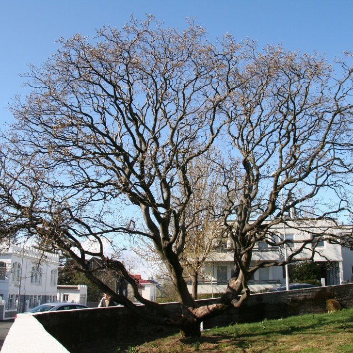 Borgartréð í Reykjavík 2014, garðahlynur við Sturluhallir, Laufásvegi 49-51. Mynd: Þröstur Eysteinsson