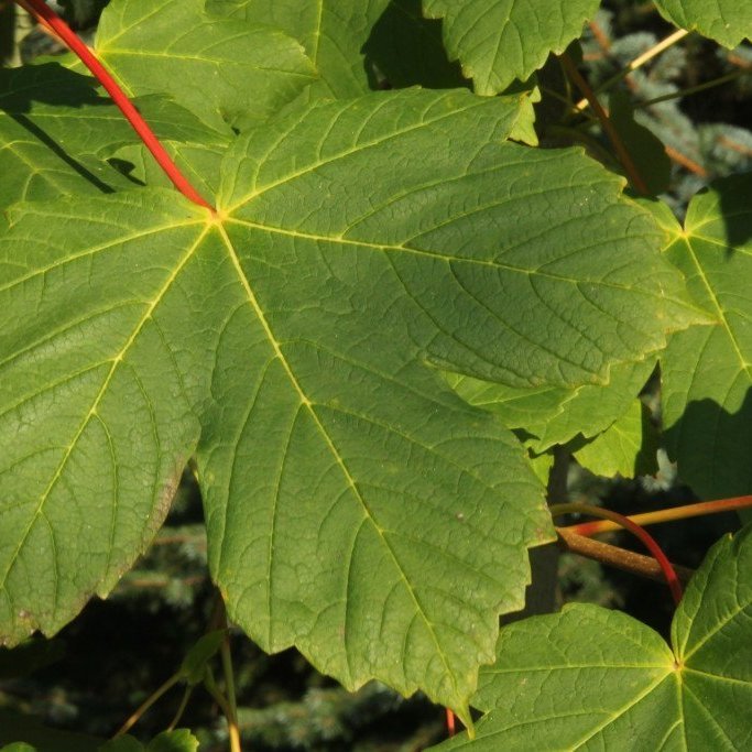 Hlynlauf. Mynd: Pétur Halldórsson