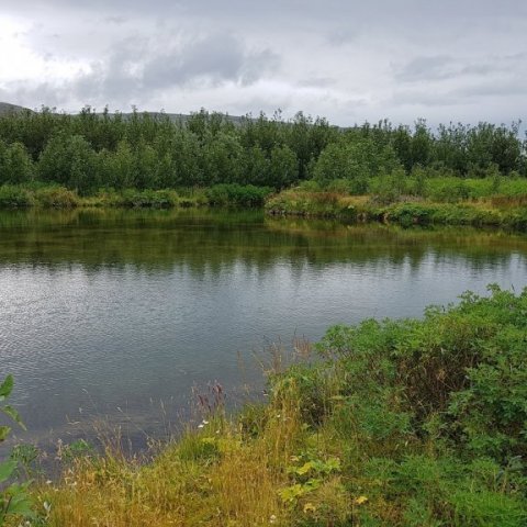 Úr skógi Símonar í Dalsseli á Markarfljótsaurum. Ljósmynd: Hreinn Óskarsson