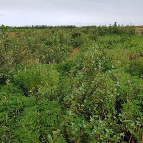 Úr skógi Símonar í Dalsseli á Markarfljótsaurum. Ljósmynd: Hreinn Óskarsson