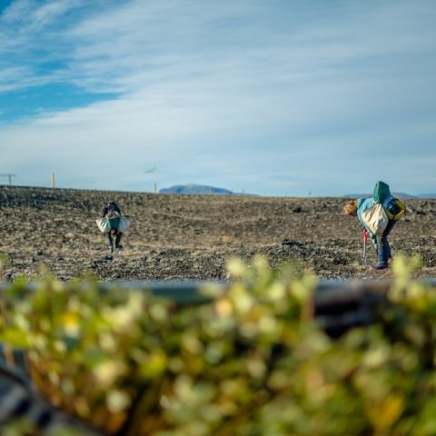 GoneWest4. Mynd/Photo: Ana Marija Marinov