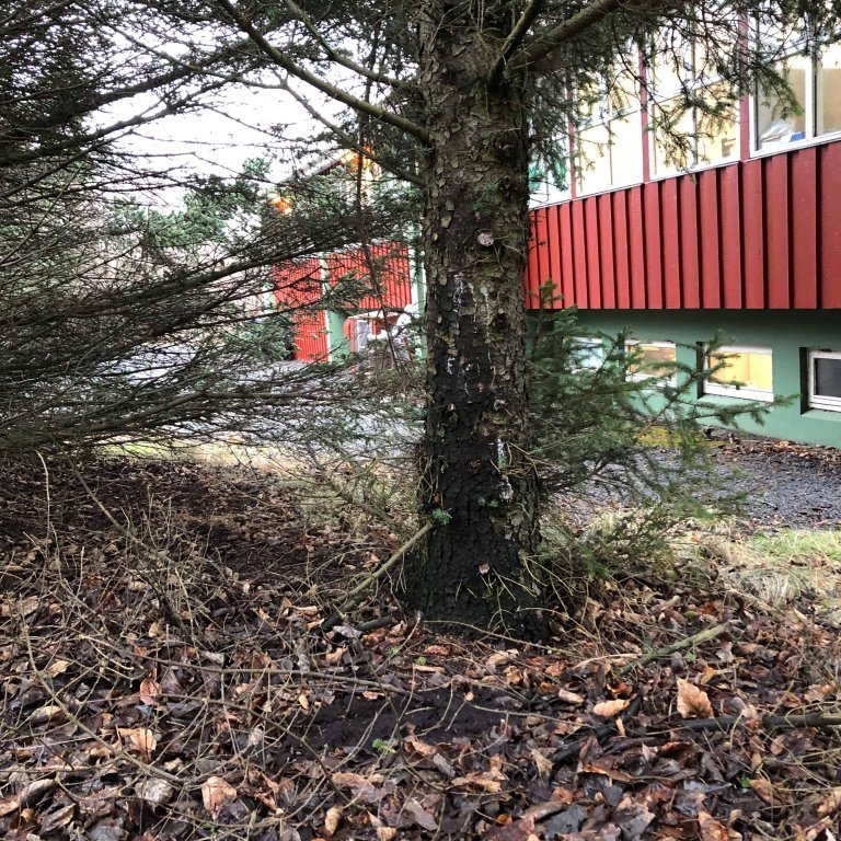 Kaffikorgur á Mógilsá fer beint út í náttúruna og nýtist þar örverum, sveppum og gróðri