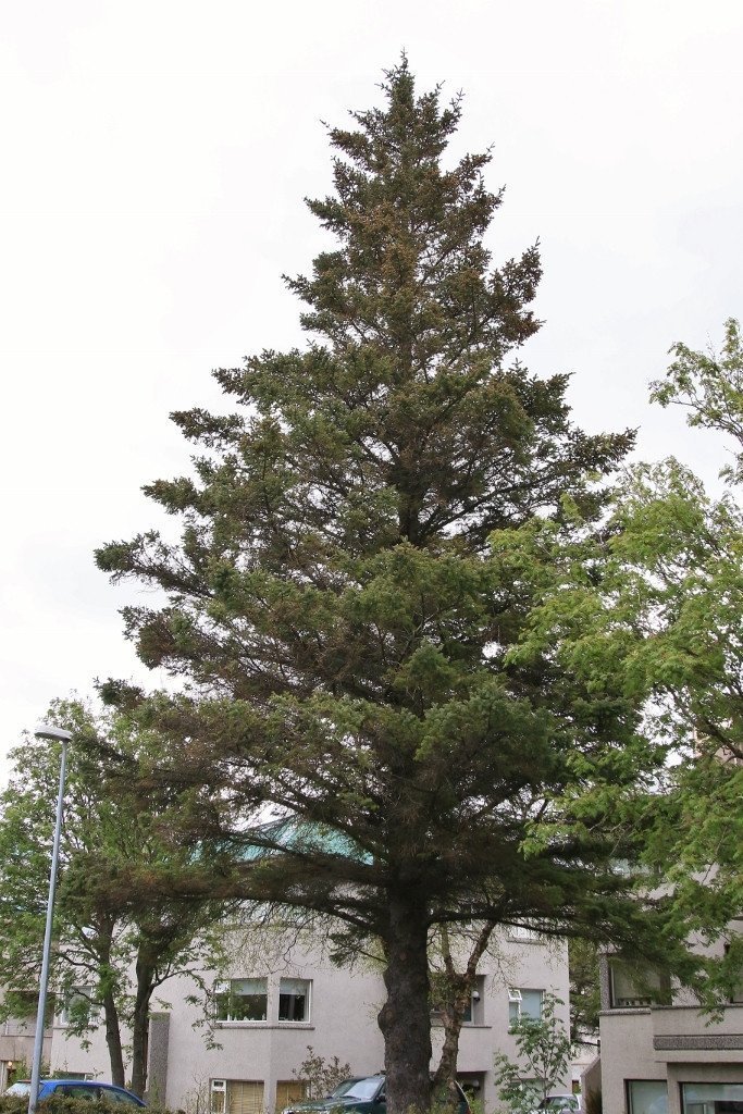 Sitkagreni í Norðurmýri í Reykjavík. Þetta tré getur safnað á sig miklu ryki og öðrum mengunarefnum sem skolast af í rigningu í stað þess að lenda í vitum fólks.