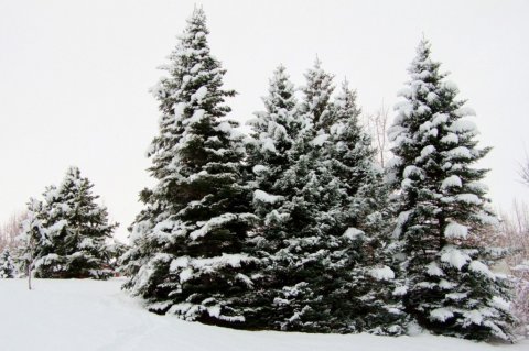 Blágreni og fjallaþinur við Gömlu-Gróðrarstöðina á Akureyri Blágreni og fjallaþinur við Gömlu-Gróðrarstöðina á Akureyri