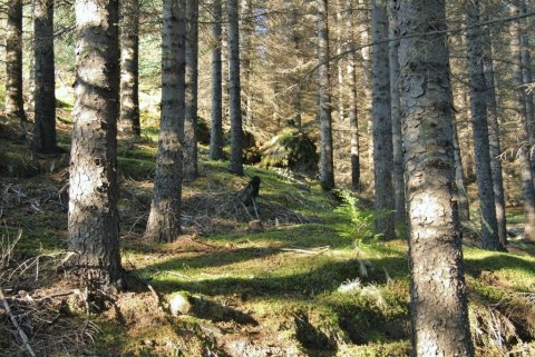 Úr Haukadalsskógi. Ljósmynd: Pétur Halldórsson Úr Haukadalsskógi. Ljósmynd: Pétur Halldórsson