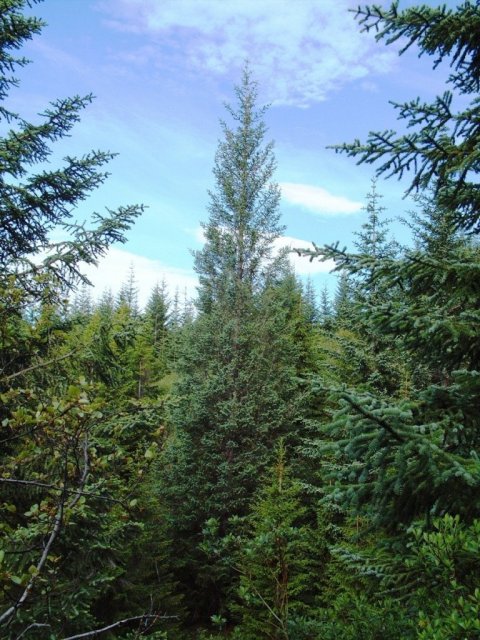 Einstaklega formfagurt sitkagreni í Svartagili í Haukadal. Sitkagreni vex vel og myndar mikinn við af miklum gæðum. Þetta er algengasta tegundin í nytjaskógrækt á Bretlandi. Mynd: Þröstur Eysteinsson.