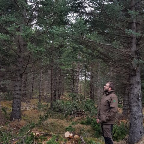Trausti skógarvörður virðir fyrir sér nýgrisjaðan skóginn. Ljósmynd: Hreinn Óskarsson