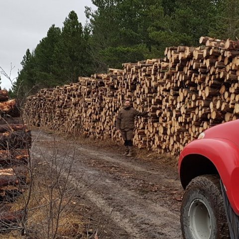 Trausti skógarvörður við eina viðarstæðuna í Haukadalsskógi.  Ljósmynd: Hreinn Óskarsson