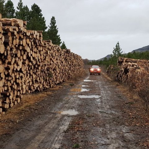 Myndarlegar stæður. Ljósmynd: Hreinn Óskarsson