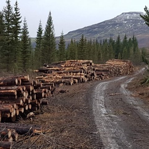 Eftir stendur greni sem vex betur að lokinni grisjuninni og gefur enn meiri verðmæti í framtíðinni. Ljósmynd: Hreinn Óskarsson