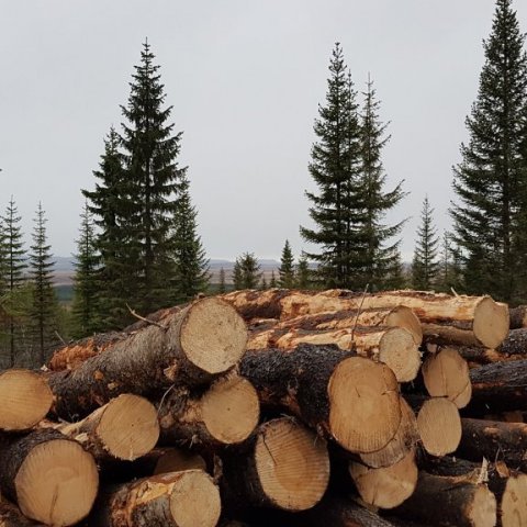 Sumt af timbrinu er svo svert að það nýtist til flettingar í smíðavið eða í fiskhjallaefni og girðingarstaura. Ljósmynd: Hreinn Óskarsson