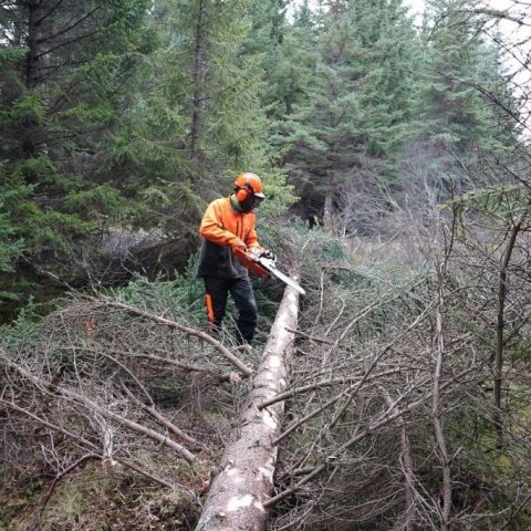Espen sýnir réttu handtökin við greinahreinsun. Ljósmynd: Sævar Hreiðarsson