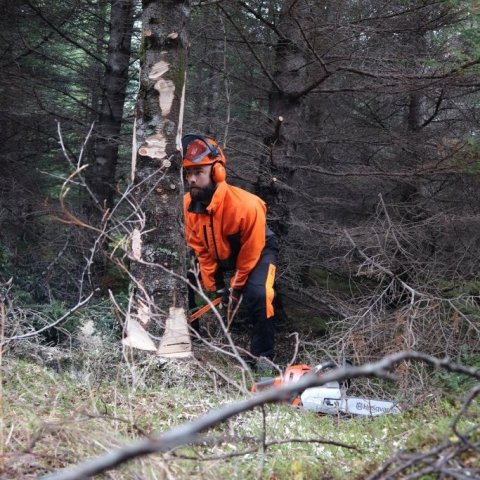 Espen Kirk Hansen, leiðbeinandi á námskeiðinu og skógarvörður hjá Óslóarborg, sagar myndarlegt sitkagreni í Heiðmörk. Ljósmynd: Sævar Hreiðarsson