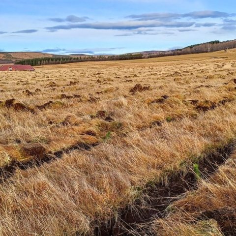 Pattaralegar furur komnar í frjósama jörð. Ljósmynd: Valgerður Erlingsdóttir